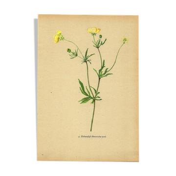 Planche botanique de 1948, Fleurs des prés, renoncule par Strache