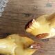 Salière poivrier zoomorphes poule barbotine