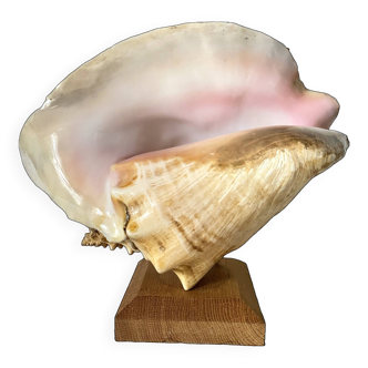 Large standing shell, Strombe conch