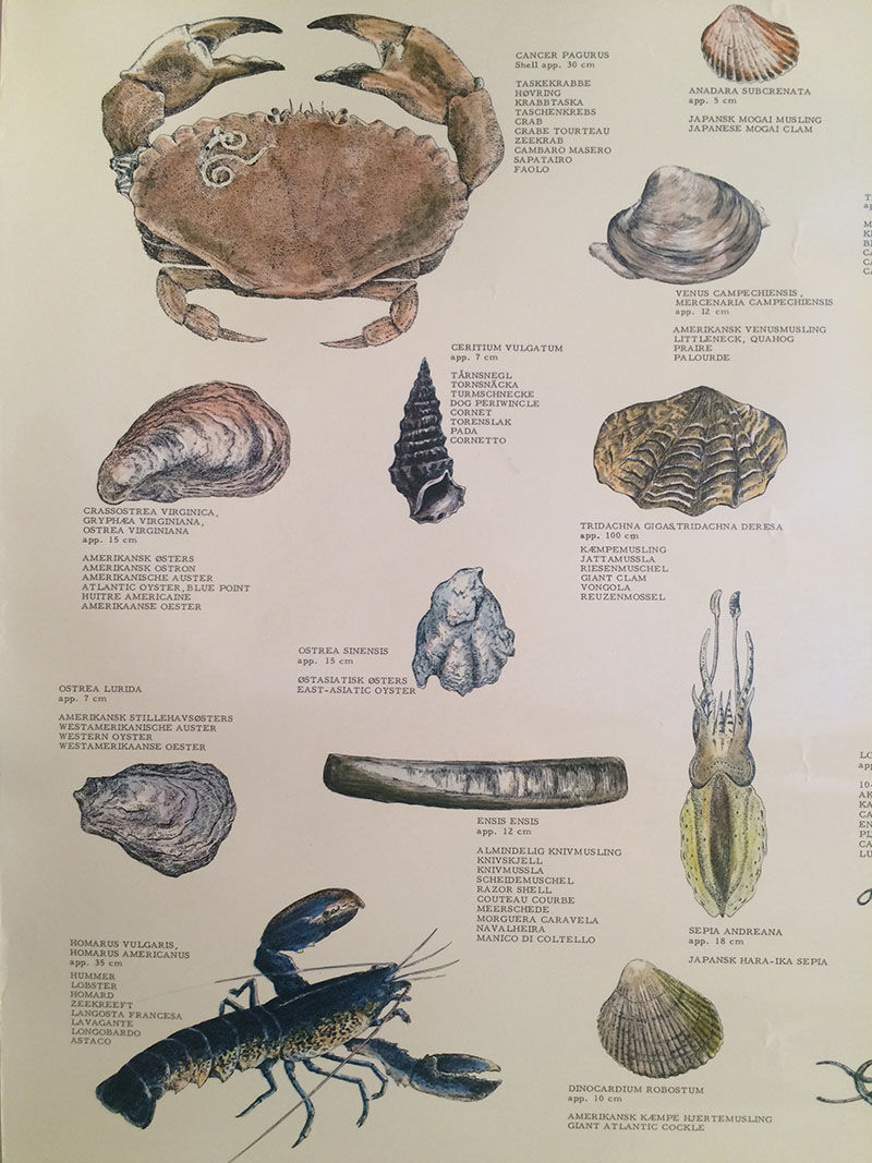 Original vintage marine wildlife poster, 80s