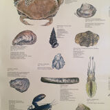 Original vintage marine wildlife poster, 80s