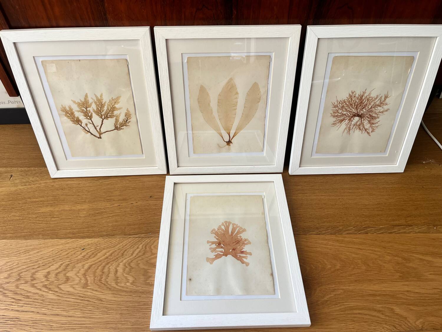 Alguier Marine Herbarium Algae cabinet of curiosities antique natural history