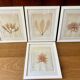 Alguier Marine Herbarium Algae cabinet of curiosities antique natural history