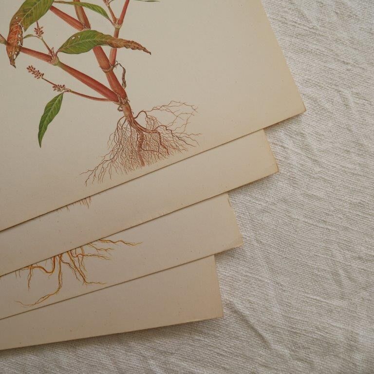 Lot de 4 planches botaniques Geigy