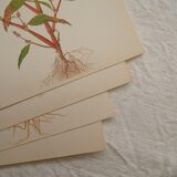 Set of 4 Geigy botanical boards