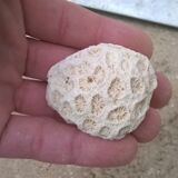 Ensemble de 7 corail blanc vintage