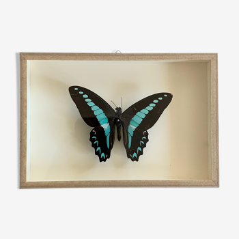 Papillon naturalisé sous verre, cadre vitrine