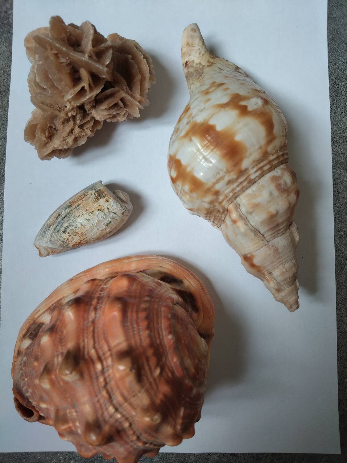Rose des sables et coquillages marins