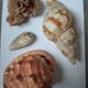 Rose des sables et coquillages marins