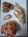 Natural composition – Rose of the sands & marine shells