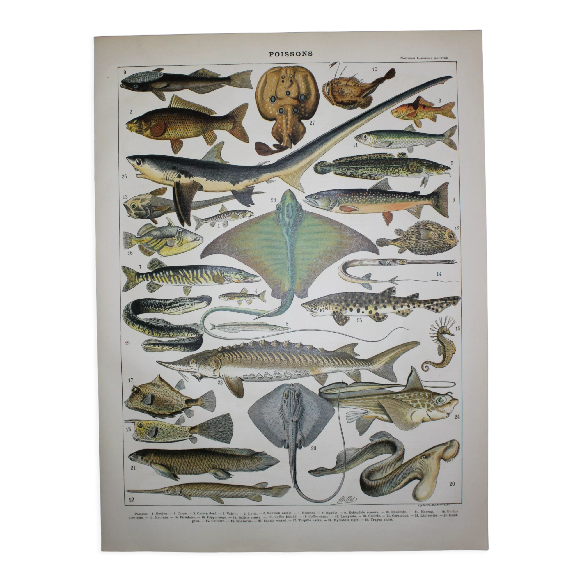 Lithograph • Fish 2, marine animals • Original lithograph from 1898