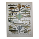 Lithograph • Fish 2, marine animals • Original lithograph from 1898