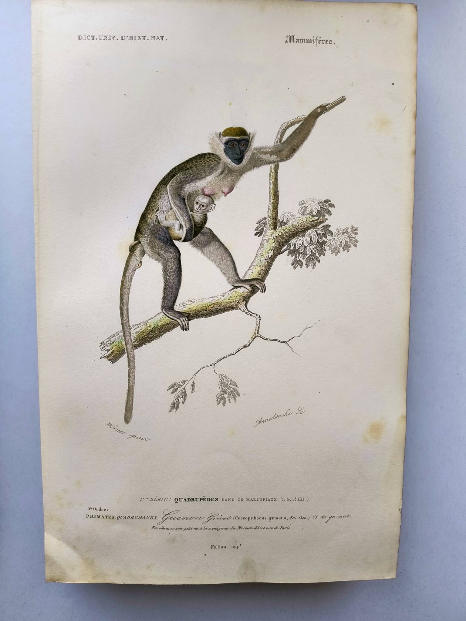 Antique engraving from 1849. Monkey by J. Werner. Zoology of Orbigny. Savannah