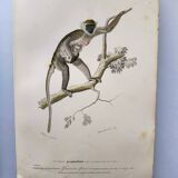 Antique engraving from 1849. Monkey by J. Werner. Zoology of Orbigny. Savannah