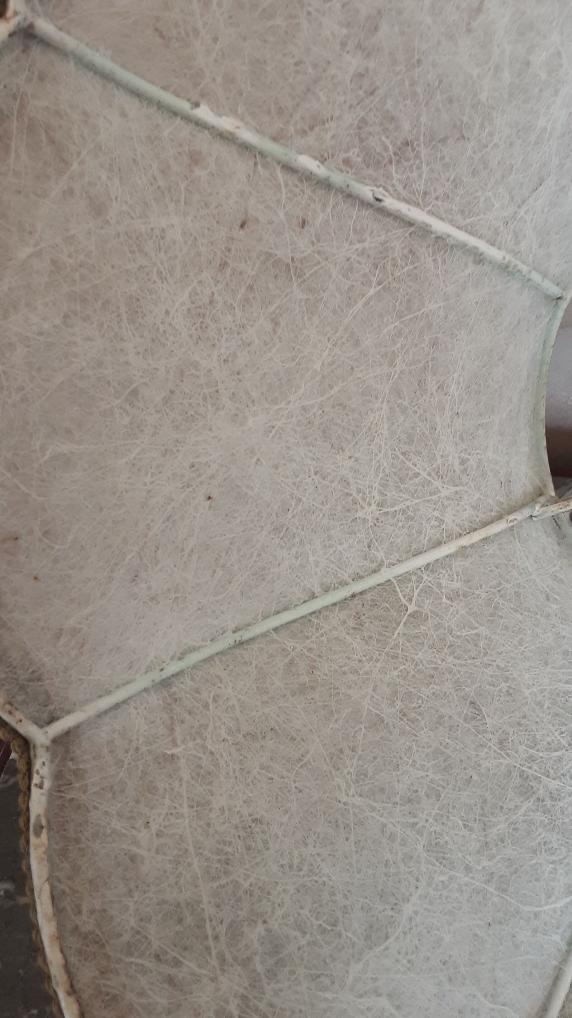 Old lampshade in pork bladder - trimess
