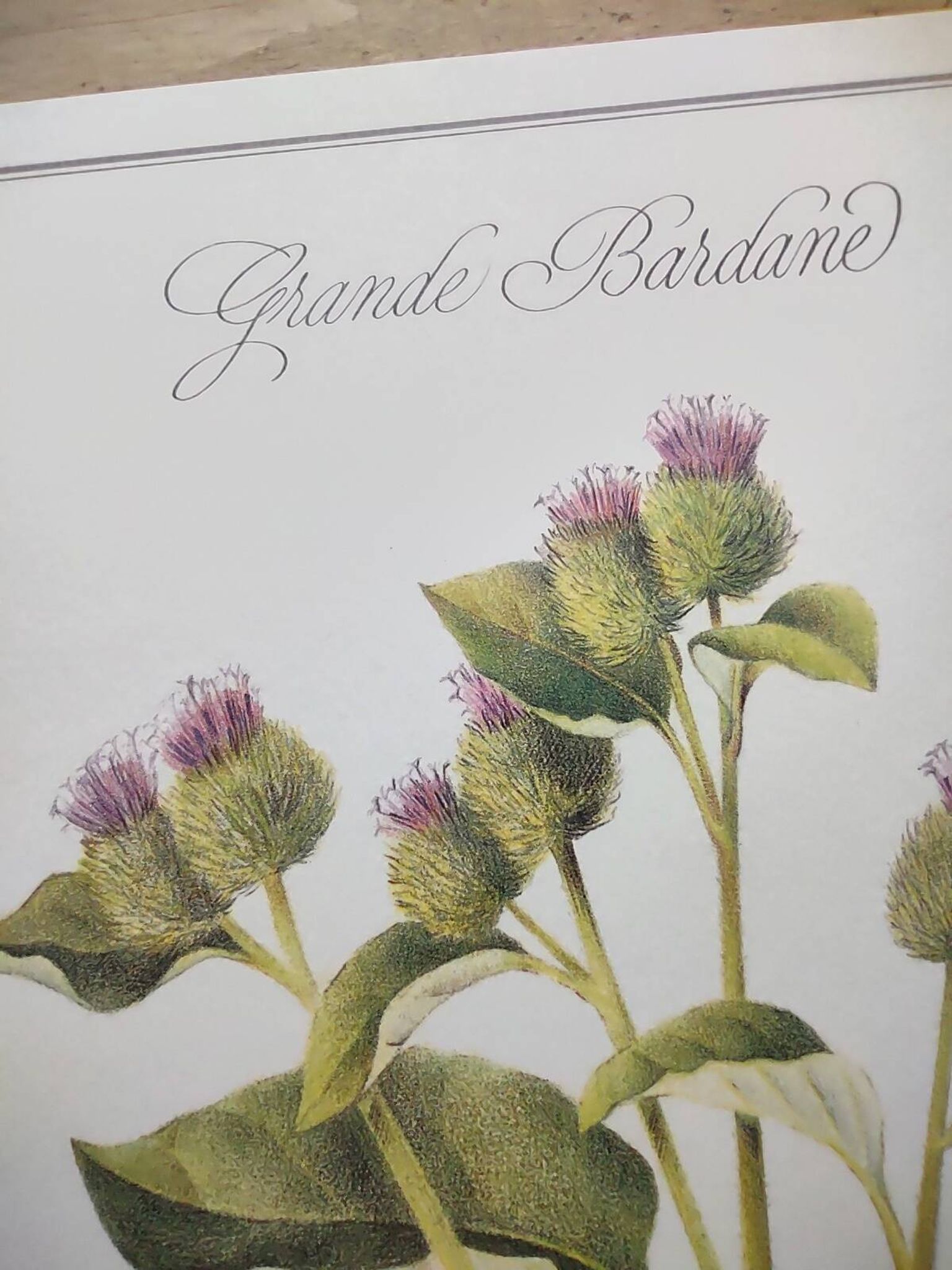 Botanical illustration -Great Burdock- Board of medicinal and wild plants