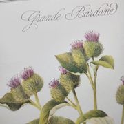 Botanical illustration -Great Burdock- Board of medicinal and wild plants