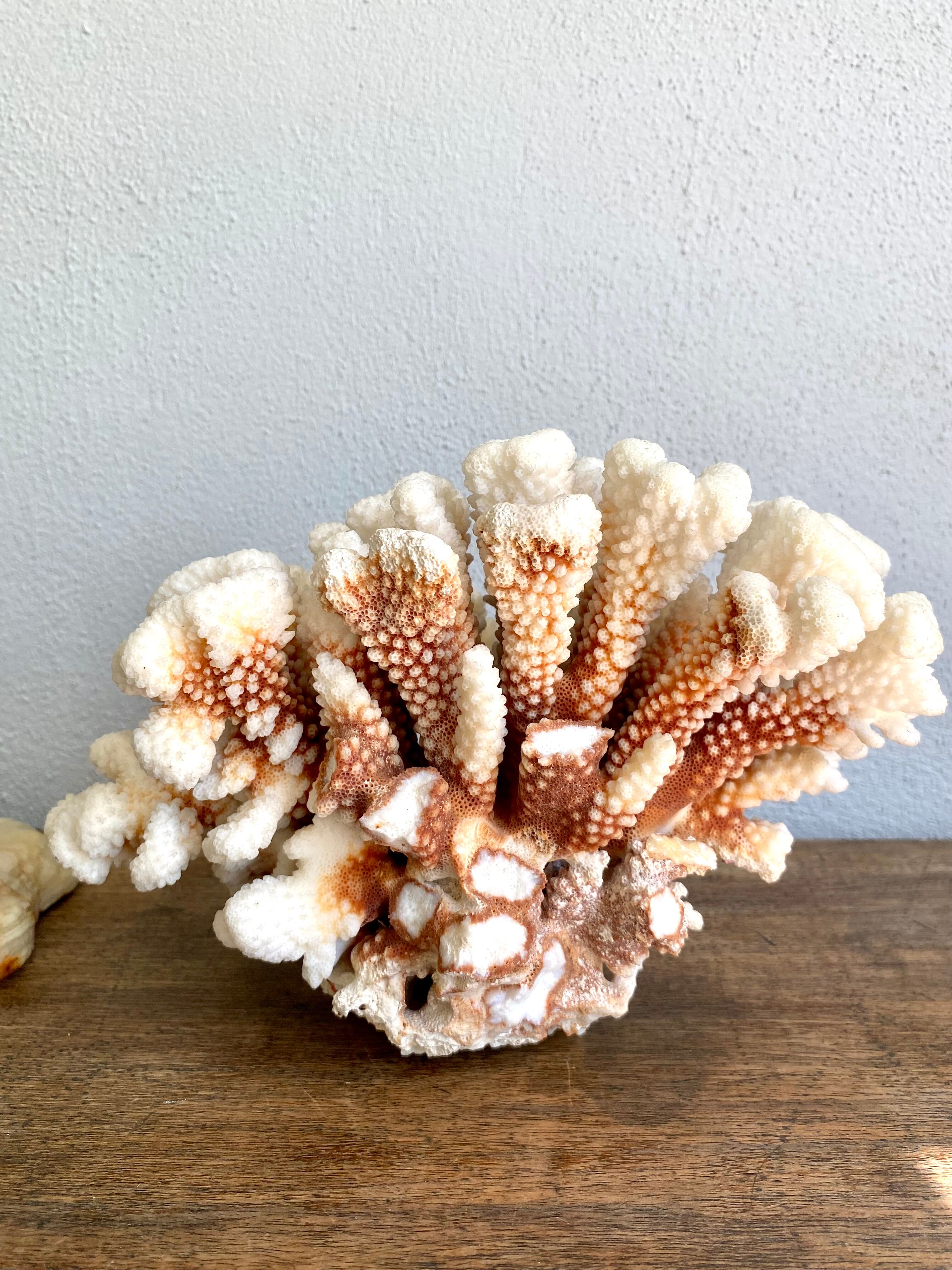 Coral XXL on its foot