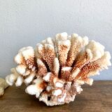 Coral XXL on its foot