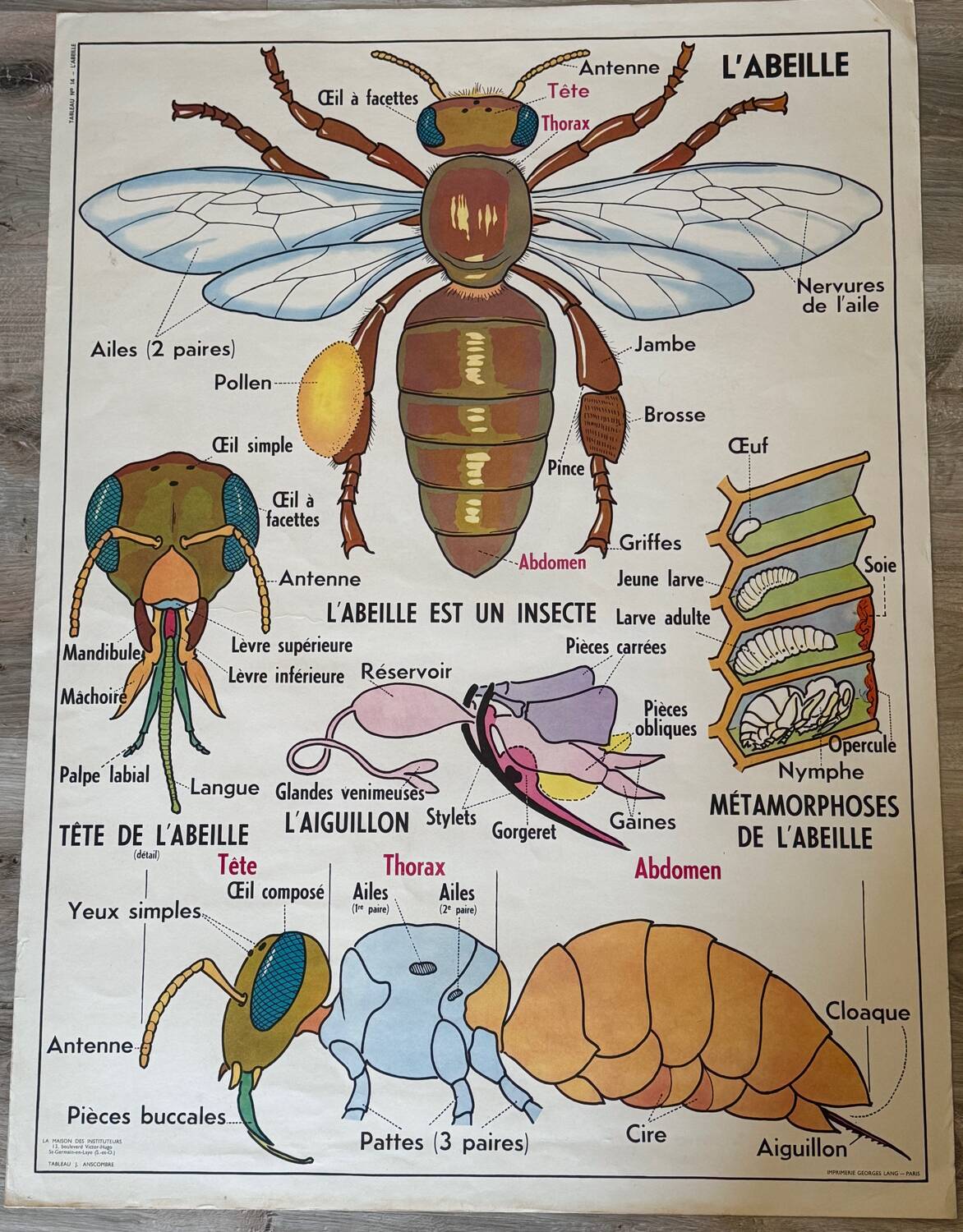 Vintage double-sided school poster “THE BEE / THE FISH”