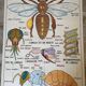 Vintage double-sided school poster “THE BEE / THE FISH”