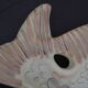 Large ceramic fish dish/bowl from Vallauris.