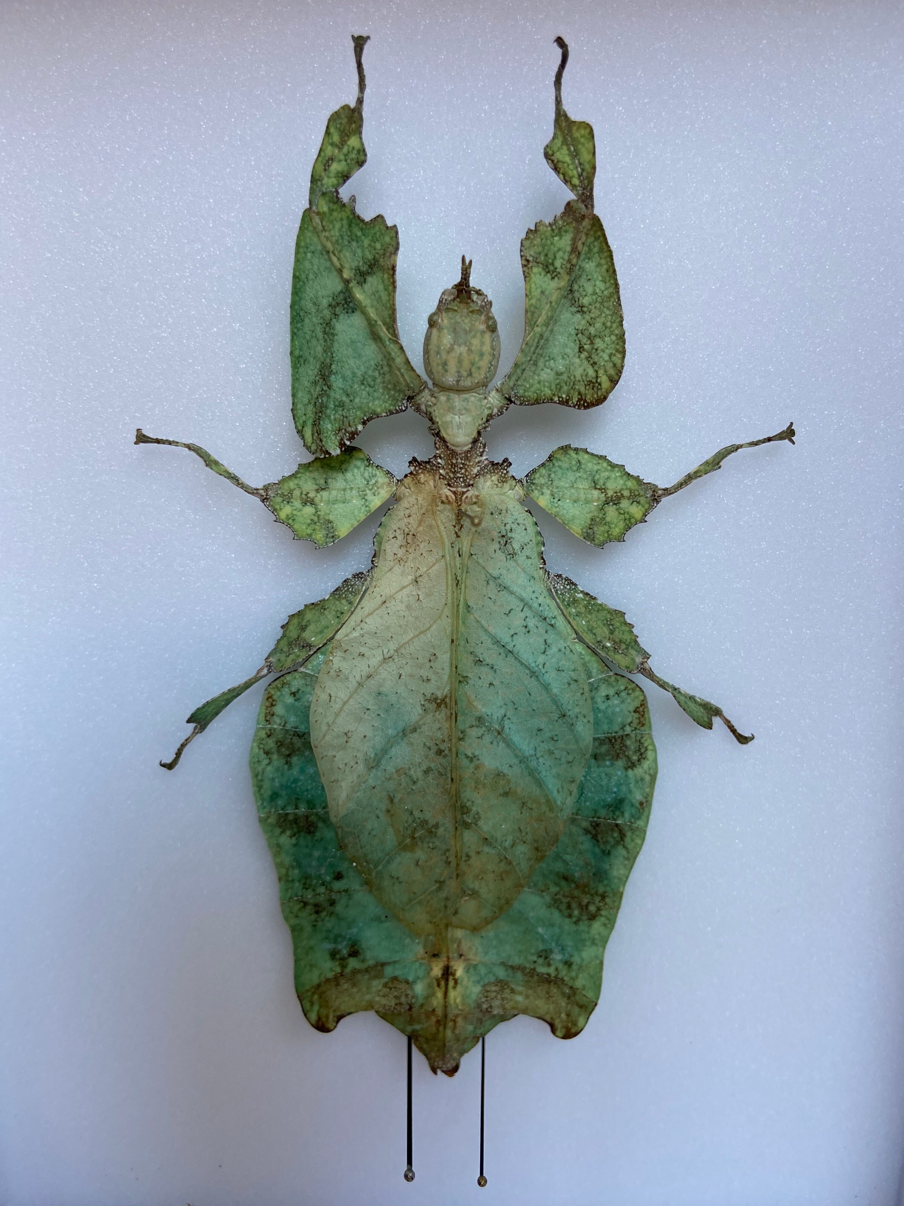 Framed naturalized insect - Phyllium giganteum, Malaysia