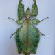 Framed naturalized insect - Phyllium giganteum, Malaysia