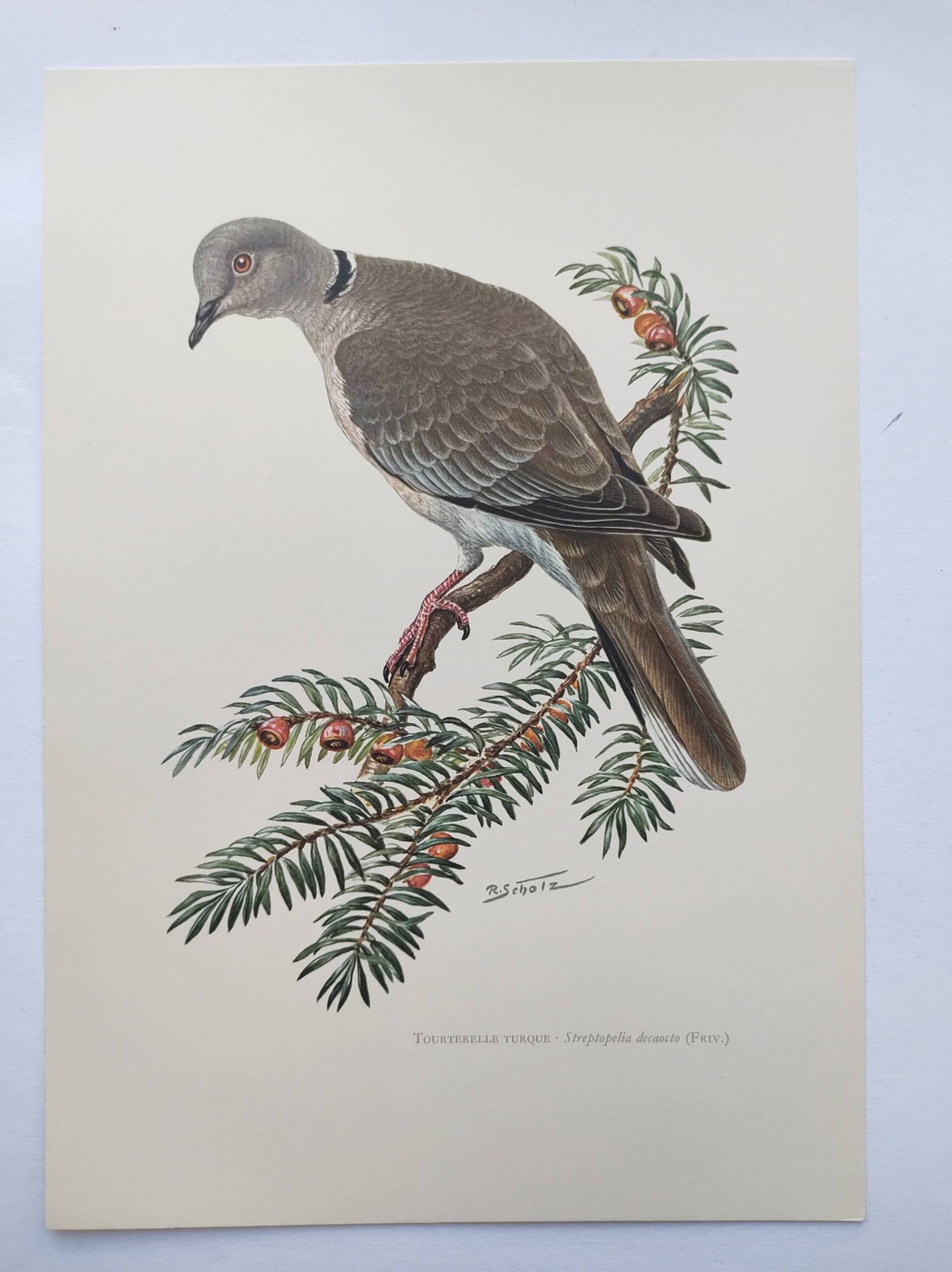 Old bird plate from the 1960s - Turkish Turtle Dove - Zoological and ornithological illustration