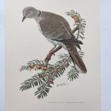 Old bird plate from the 1960s - Turkish Turtle Dove - Zoological and ornithological illustration