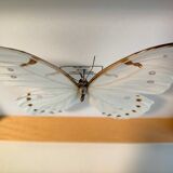 Framed Butterfly