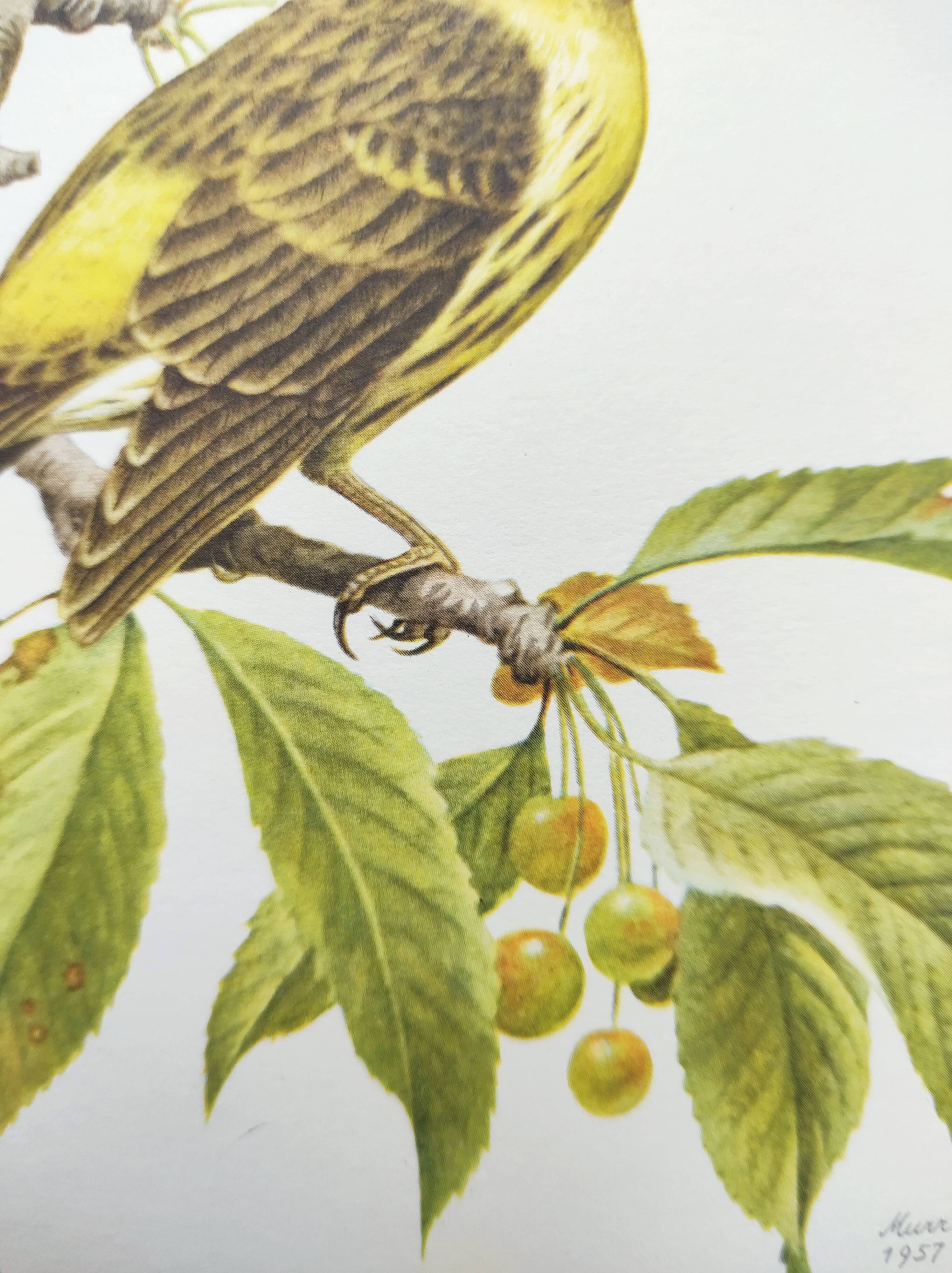 Bird board 1960s - Serin Cini - Vintage zoological and ornithological illustration