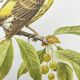 Bird board 1960s - Serin Cini - Vintage zoological and ornithological illustration