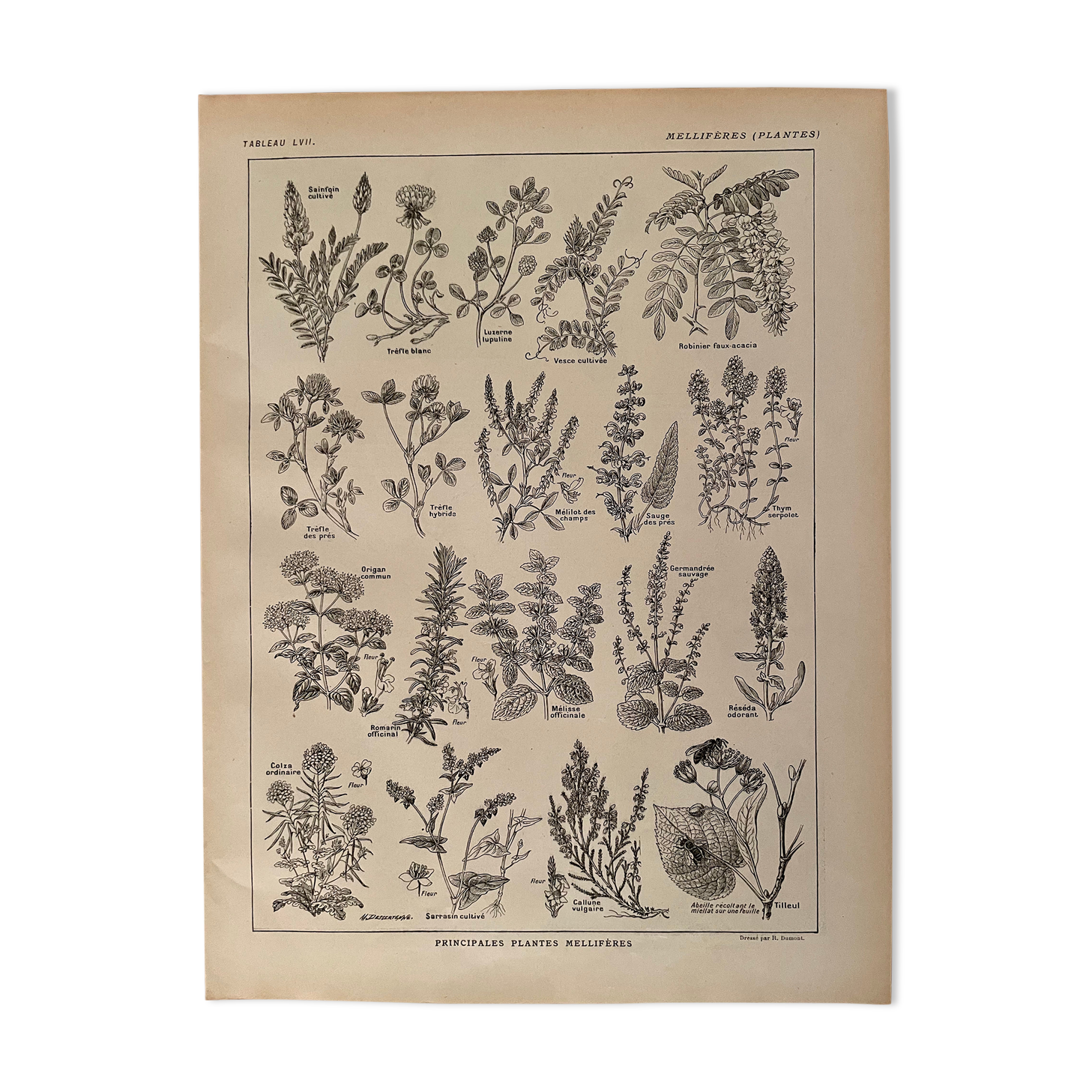 Lithograph on aromatic and melliferous plants of 1921