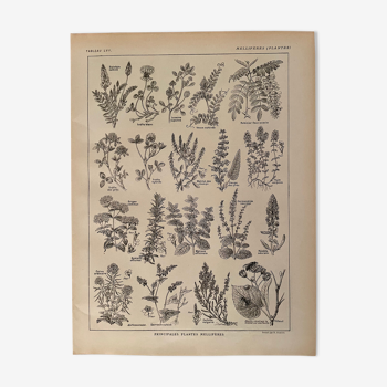 Lithographie sur les plantes aromatiques et mellifères de 1921
