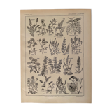 Lithograph on aromatic and melliferous plants of 1921