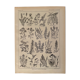Lithograph on aromatic and melliferous plants of 1921