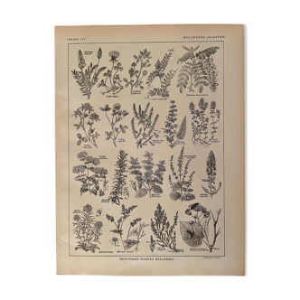 Lithograph on aromatic and melliferous plants of 1921