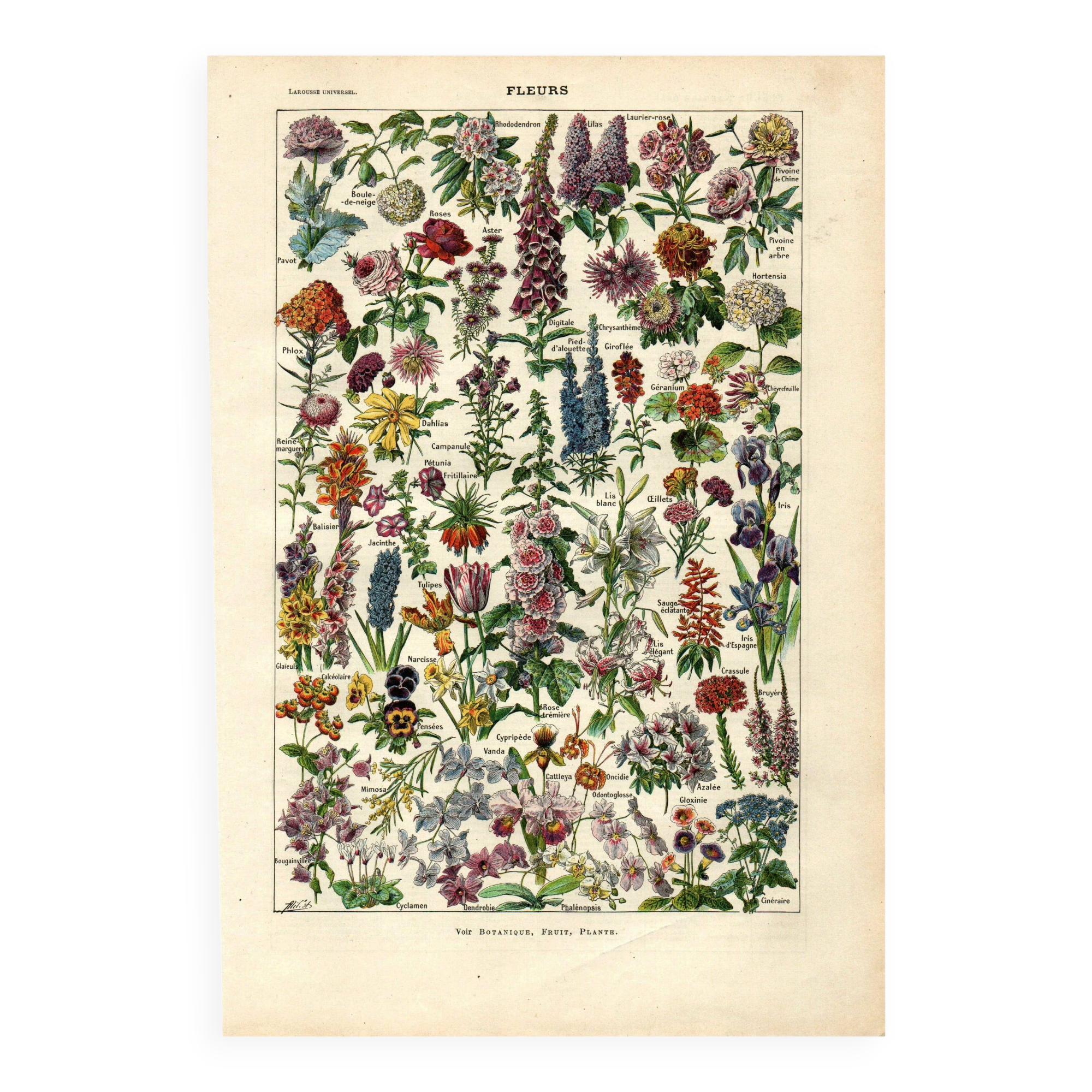 Old botanical plate from 1923 - Flowers by A. Millot - engraving