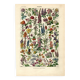 Old botanical plate from 1923 - Flowers by A. Millot - engraving