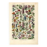 Old botanical plate from 1923 - Flowers by A. Millot - engraving