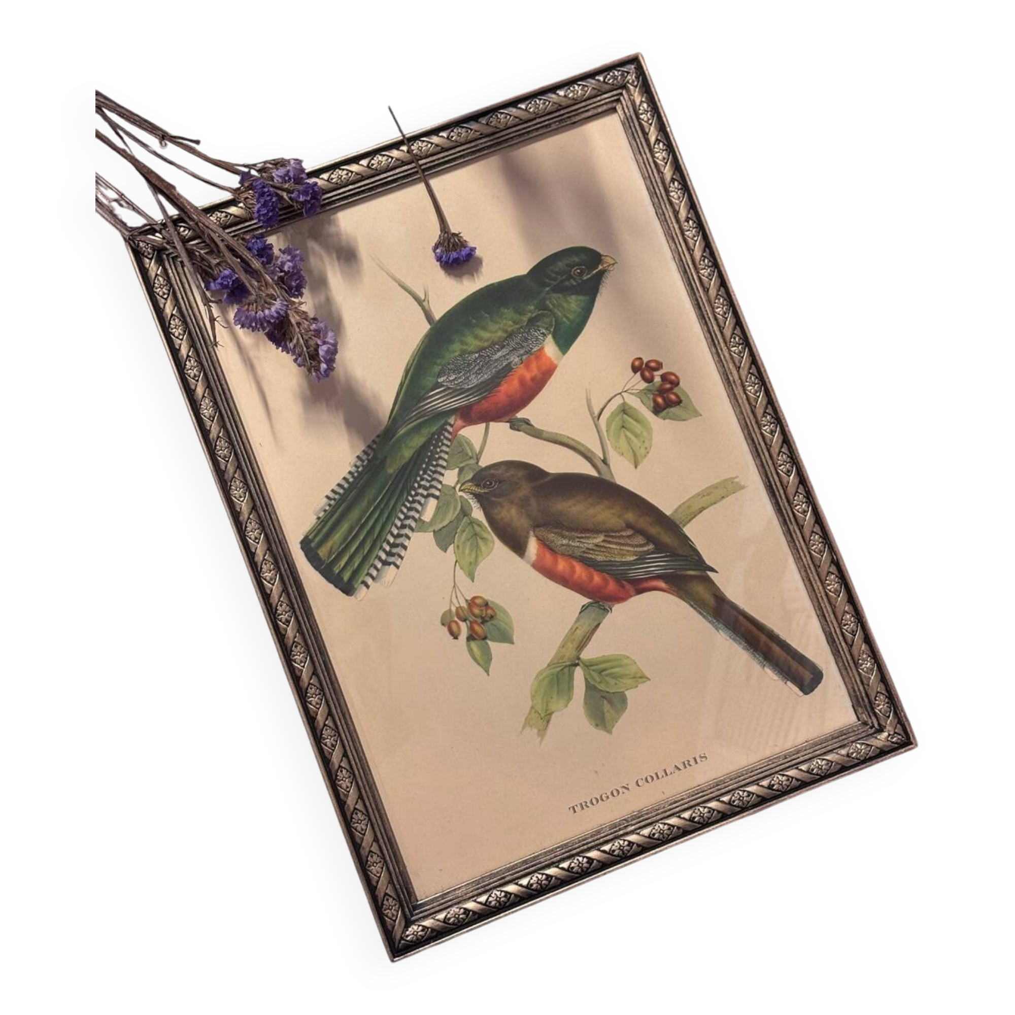 Lithographie d’oiseau