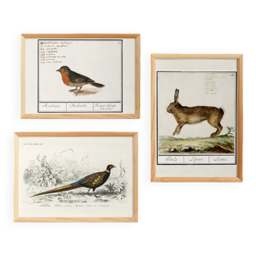 Set of 3 posters on animals