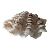 Clam shell