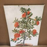 Old botanical board bernard carant paris vintage flowers