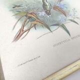 Lot 2 Bird lithographs by J. Gould and H-C Richter golden frame