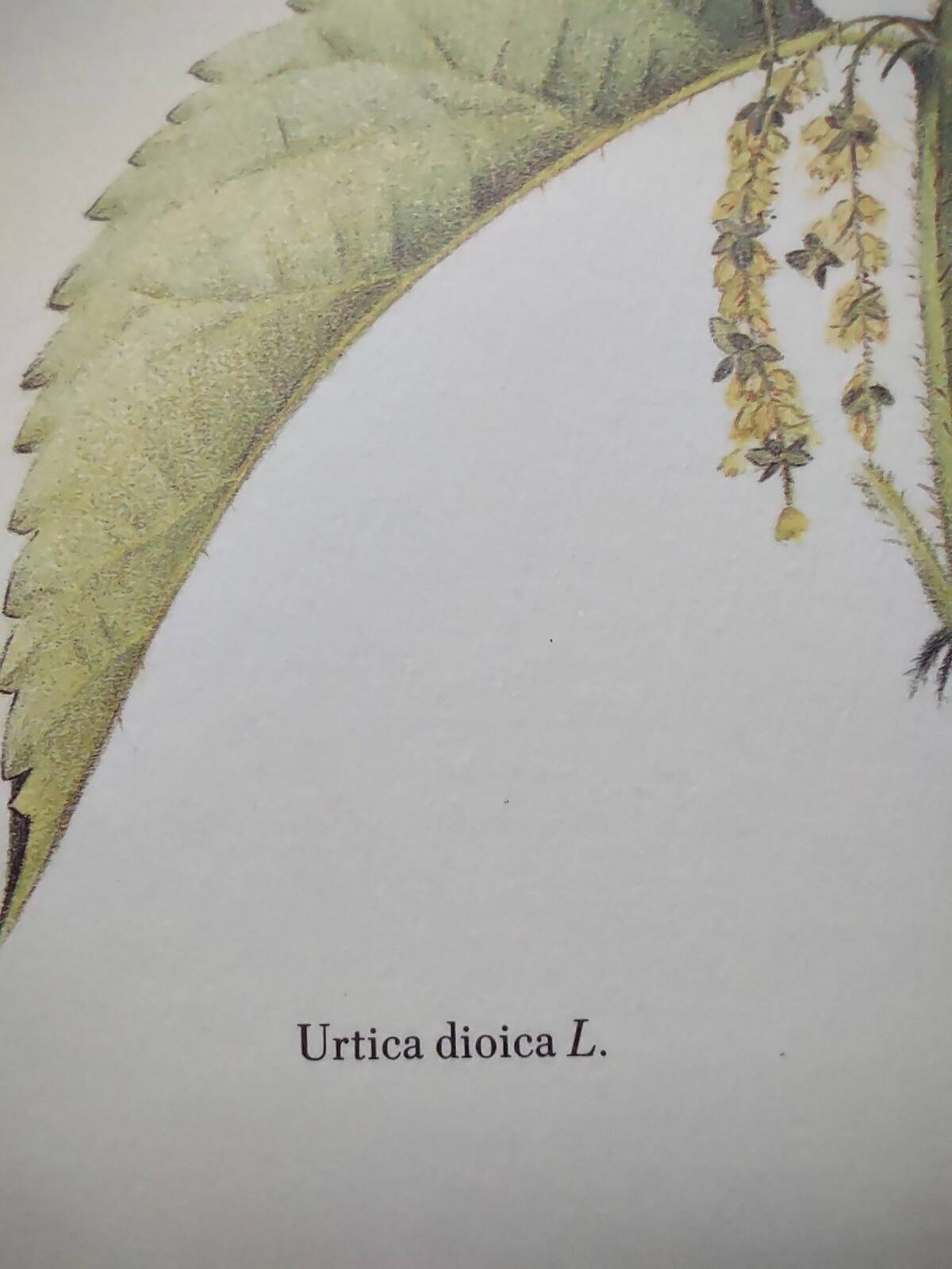 Botanical illustration -Great Nettle- Engraving of medicinal plants and herbs. Pastels by C. Michaut
