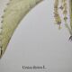Botanical illustration -Great Nettle- Engraving of medicinal plants and herbs. Pastels by C. Michaut