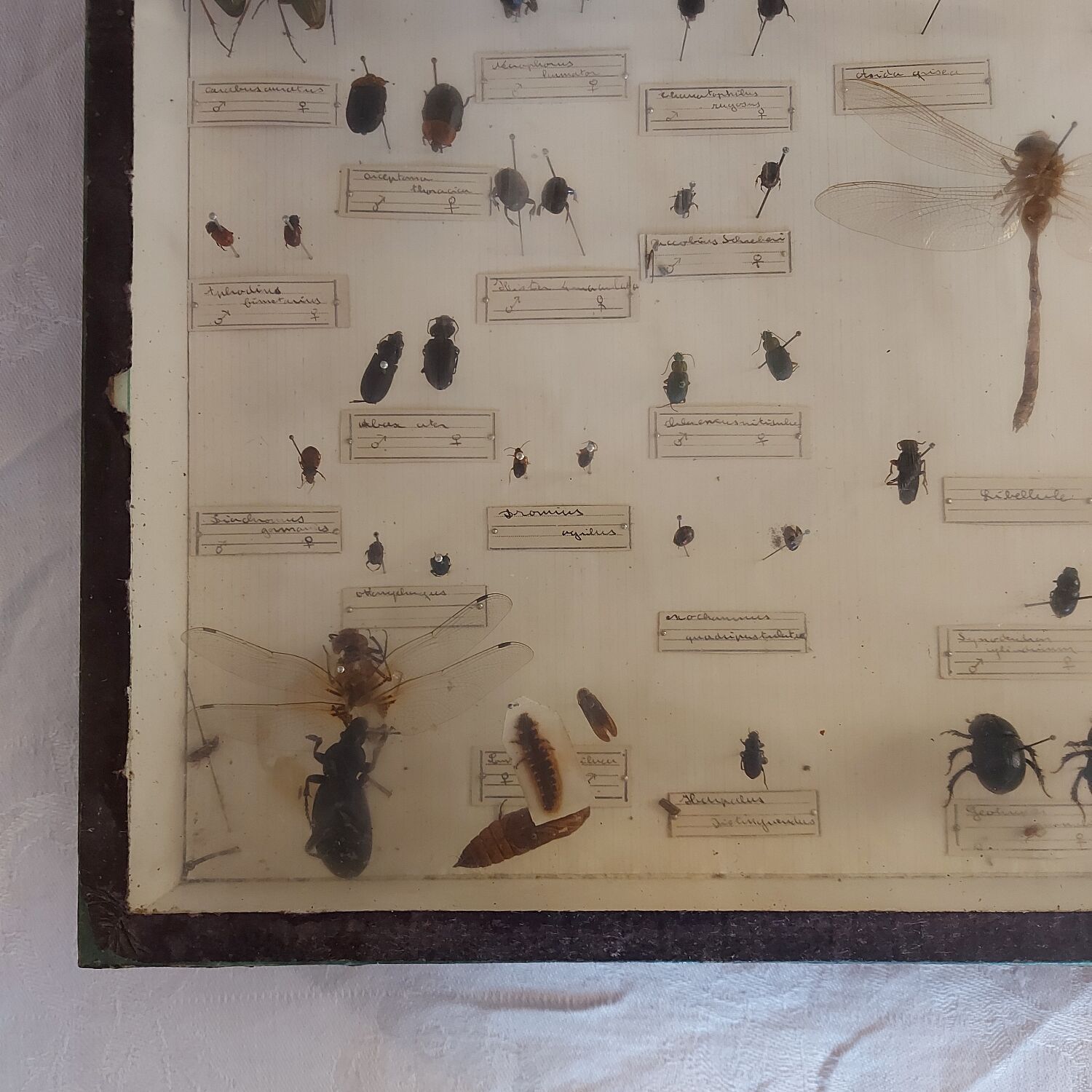 Insect entomology framework "Useful"