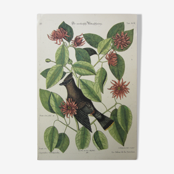 Bird engraving, Caroline jasper, Catesby/Seligmann